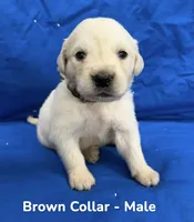 Brown Collar, a male English Cream Golden Retriever for sale in Middlesex, NC – 1 of 2