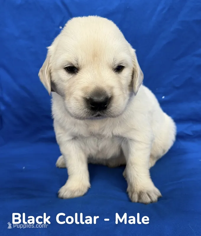 Black Collar  – English Cream Golden Retriever puppy for sale in Middlesex, NC
