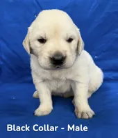 Black Collar , a male English Cream Golden Retriever for sale in Middlesex, NC – 1 of 2