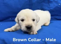 Brown Collar, a male English Cream Golden Retriever for sale in Middlesex, NC – 2 of 2