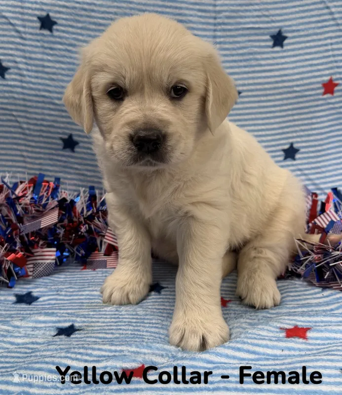 Yellow Collar  – English Cream Golden Retriever puppy for sale in Middlesex, NC