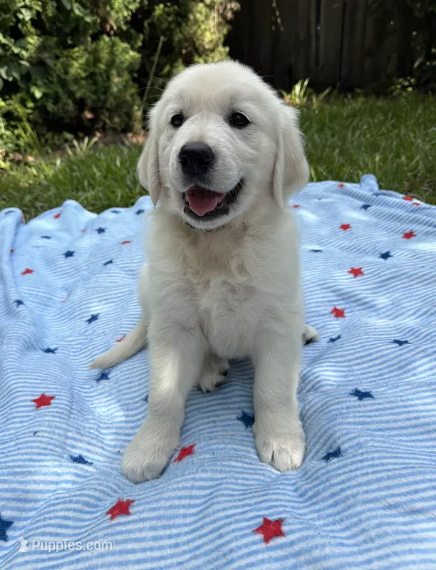 Purple Collar – English Cream Golden Retriever puppy for sale in Middlesex, NC