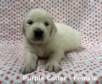Purple Collar, a female English Cream Golden Retriever for sale in Middlesex, NC – 1 of 2