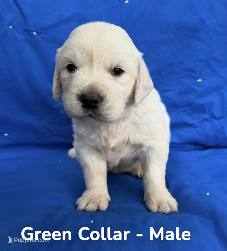 Green Collar  – English Cream Golden Retriever puppy for sale in Middlesex, NC