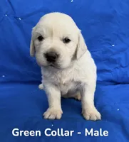 Green Collar , a male English Cream Golden Retriever for sale in Middlesex, NC – 1 of 2