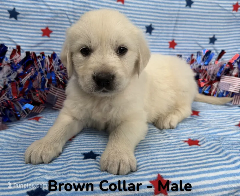 Brown Collar – English Cream Golden Retriever puppy for sale in Middlesex, NC