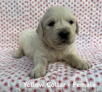 Yellow Collar , a female English Cream Golden Retriever for sale in Middlesex, NC – 1 of 2