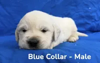 Blue Collar, a male English Cream Golden Retriever for sale in Middlesex, NC – 2 of 2