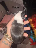 Mabel , a female Boston Terrier for sale in Cairo, GA – 2 of 2
