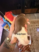 Peaches , a female Boston Terrier for sale in Cairo, GA – 2 of 4