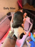 Sally Mae , a female Boston Terrier for sale in Cairo, GA – 2 of 2