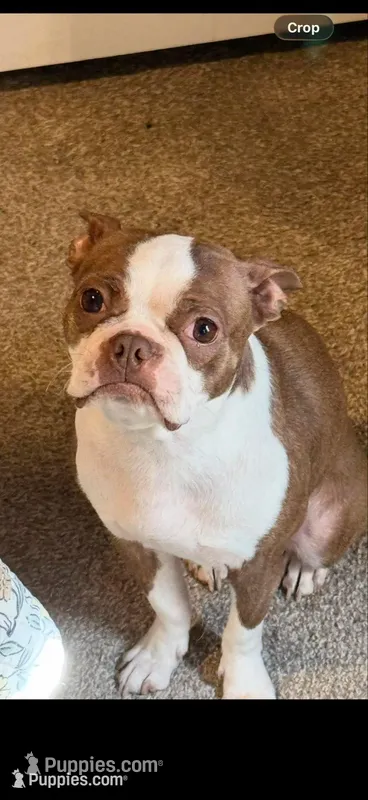 Georgia & Stubs Pups – Boston Terrier puppy for sale in Cairo, GA