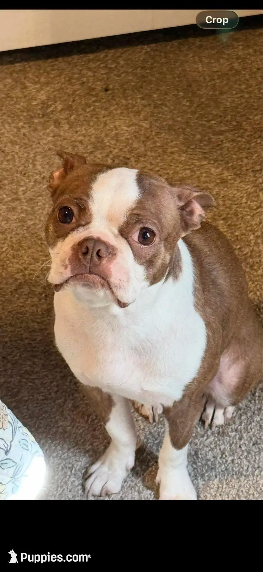 Georgia & Stubs Pups, a  Boston Terrier for sale in Cairo, GA – Photo 1 of 2