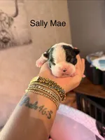 Sally Mae , a female Boston Terrier for sale in Cairo, GA – 1 of 2