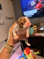 Cami, a female Boston Terrier for sale in Cairo, GA – 3 of 3