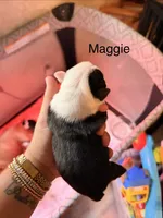 Maggie, a female Boston Terrier for sale in Cairo, GA – 2 of 2