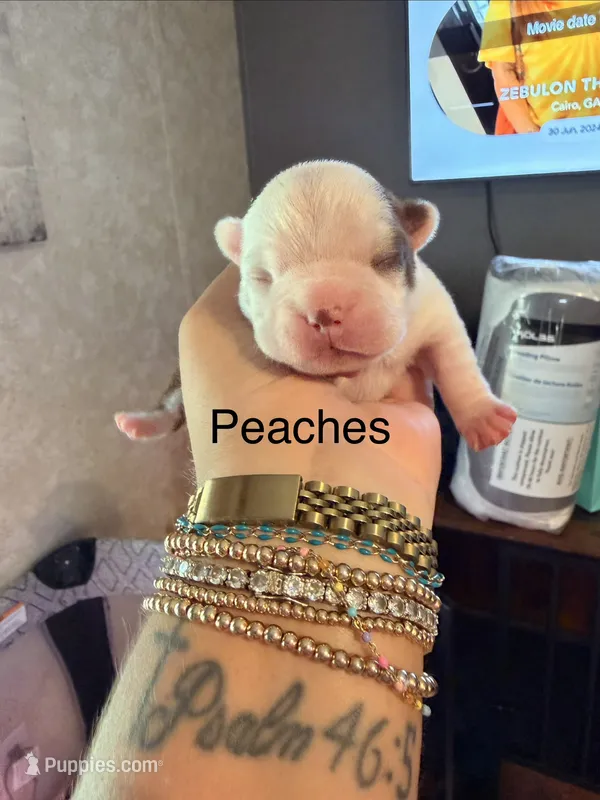 Peaches  – Boston Terrier puppy for sale in Cairo, GA