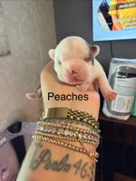 Peaches , a female Boston Terrier for sale in Cairo, GA – 1 of 4
