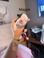 Maggie, a female Boston Terrier for sale in Cairo, GA – 1 of 2