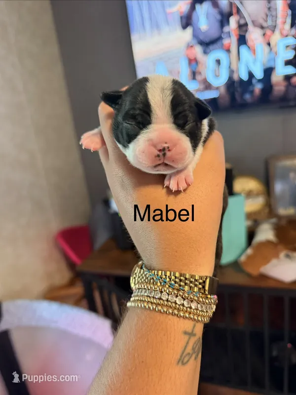 Mabel  – Boston Terrier puppy for sale in Cairo, GA