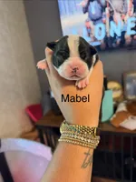 Mabel , a female Boston Terrier for sale in Cairo, GA – 1 of 2
