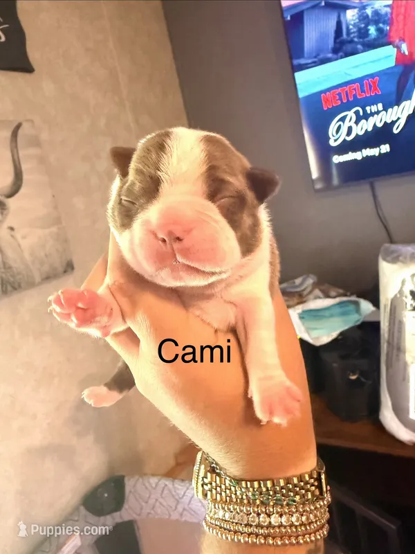 Cami – Boston Terrier puppy for sale in Cairo, GA