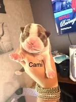 Cami, a female Boston Terrier for sale in Cairo, GA – 1 of 3