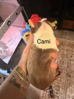 Cami, a female Boston Terrier for sale in Cairo, GA – 2 of 3