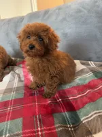 No name, a female Poodle - Toy  for sale in Roseville, CA – 3 of 5