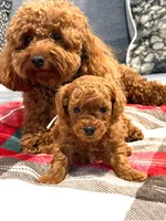 No name yet, a male Poodle - Toy  for sale in Roseville, CA – Photo 4 of 10