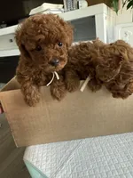 No name yet, a male Poodle - Toy  for sale in Roseville, CA – Photo 2 of 10