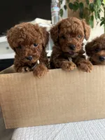 No name yet, a male Poodle - Toy  for sale in Roseville, CA – Photo 5 of 10