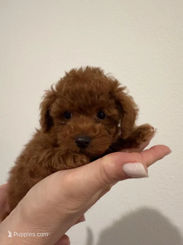 No name yet – Poodle - Toy  puppy for sale in Roseville, CA