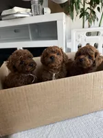 No name yet, a male Poodle - Toy  for sale in Roseville, CA – Photo 6 of 10