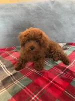 No name, a female Poodle - Toy  for sale in Roseville, CA – 2 of 5