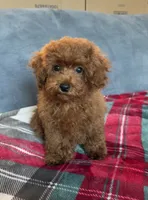  No name, a female Poodle - Toy  for sale in Roseville, CA – 3 of 4