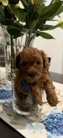 No name yet, a female Poodle - Toy  for sale in Roseville, CA – Photo 5 of 5