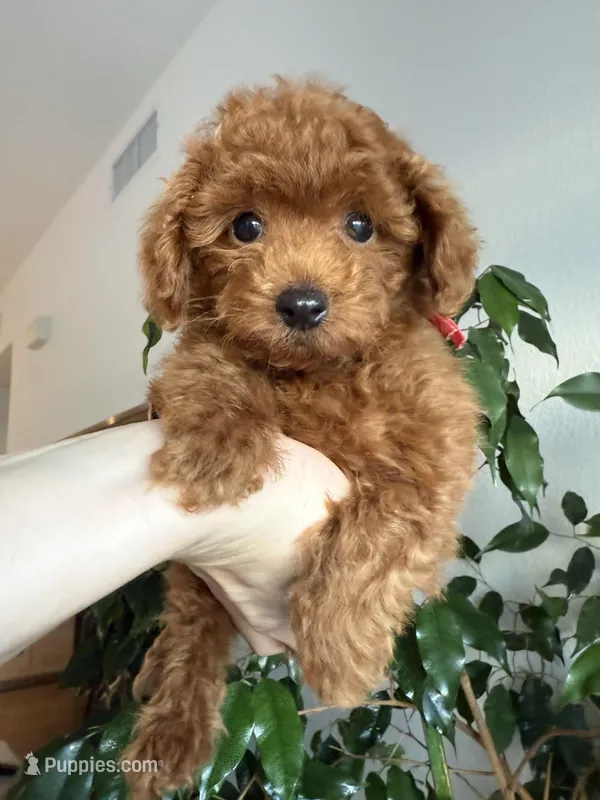 No name yet – Poodle - Toy  puppy for sale in Roseville, CA