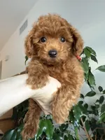 No name yet, a female Poodle - Toy  for sale in Roseville, CA – 1 of 9