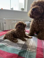 No name yet, a female Poodle - Toy  for sale in Roseville, CA – Photo 3 of 5