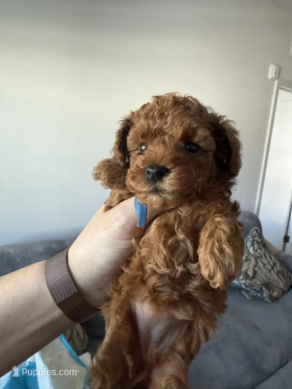 No name yet – Poodle - Toy  puppy for sale in Roseville, CA