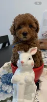 No name yet, a female Poodle - Toy  for sale in Roseville, CA – 9 of 9