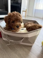 Hi, a male Poodle - Toy  for sale in Roseville, CA – 10 of 10