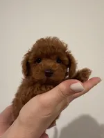 Hi, a male Poodle - Toy  for sale in Roseville, CA – 8 of 10