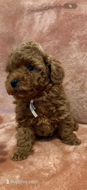 Hi – Poodle - Toy  puppy for sale in Roseville, CA