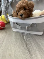 Hi, a male Poodle - Toy  for sale in Roseville, CA – Photo 6 of 6