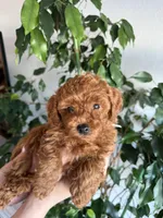 Hi, a male Poodle - Toy  for sale in Roseville, CA – 9 of 10