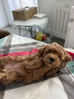 Hi, a male Poodle - Toy  for sale in Roseville, CA – Photo 4 of 6