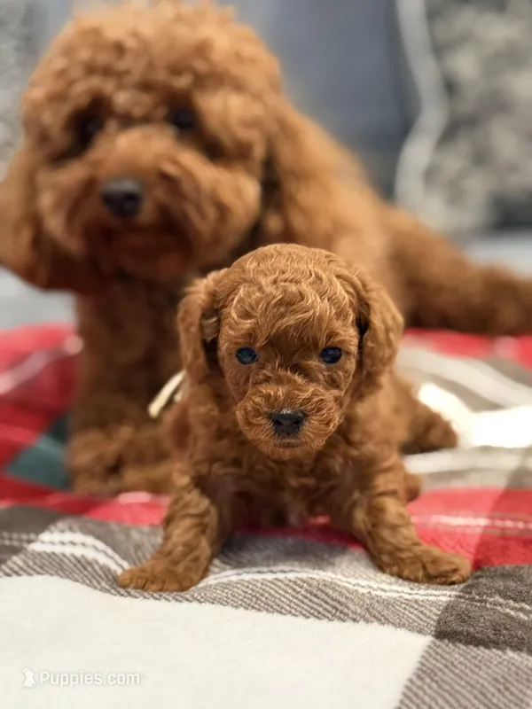 Hi – Poodle - Toy  puppy for sale in Roseville, CA