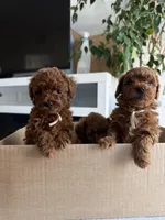 Hi, a male Poodle - Toy  for sale in Roseville, CA – Photo 5 of 6